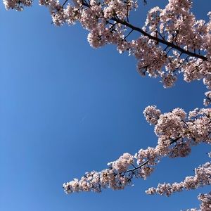 Meet your Posher, Ariel